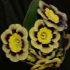 Auricula Sirius - Abriachan Nurseries